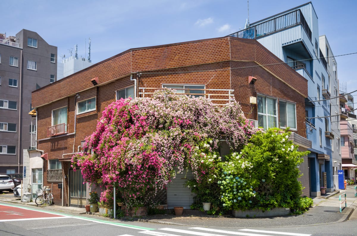 The colours and contrasts of north Tokyo