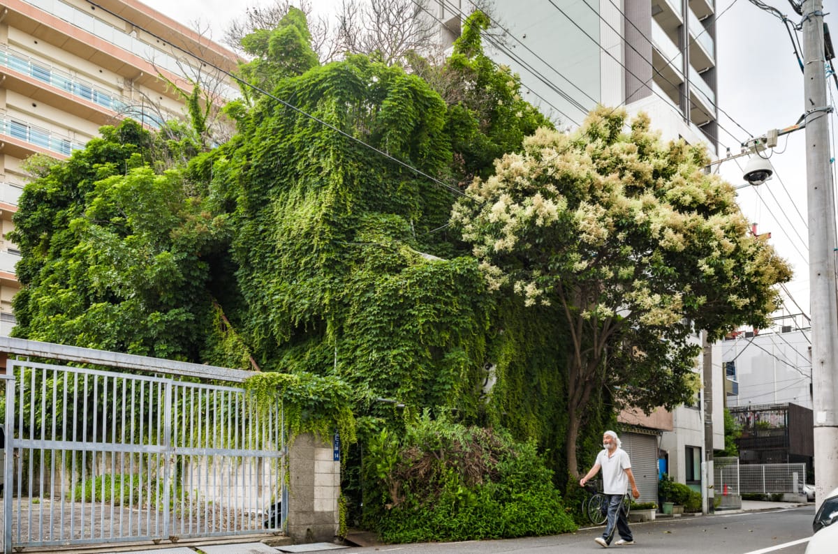 photos from Tokyo’s most overgrown hotel